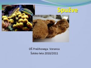 Spuve O Preihovega Voranca olsko leto 20102011 Opis