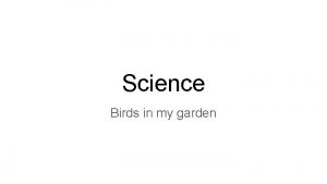 Science Birds in my garden Swallows come from