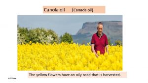 Canola oil POShea Canada oil The yellow flowers