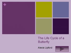 The Life Cycle of a Butterfly Alexis Lipford