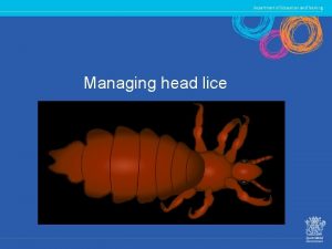 Managing head lice What are head lice Head