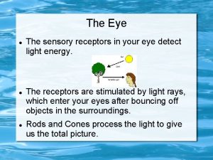 The Eye The sensory receptors in your eye