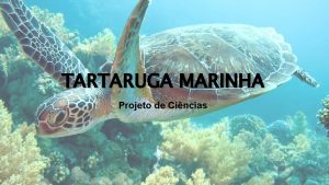 TARTARUGA MARINHA Projeto de Cincias Tartaruga marinha Assim