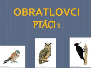 OBRATLOVCI PTCI 1 Ptci v lese Zpis z