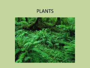 PLANTS Evolution of Plants The Plant Body Plant