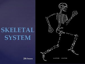 SKELETAL SYSTEM 206 bones FUNCTIONS Bones of lower