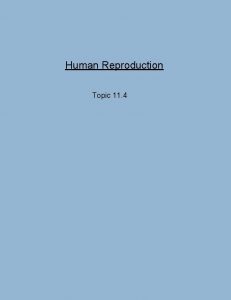 Human Reproduction Topic 11 4 Human Reproduction Males
