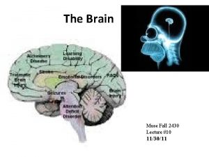 The Brain Muse Fall 2430 Lecture 10 113011