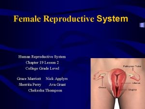 Female Reproductive System Human Reproductive System Chapter 19