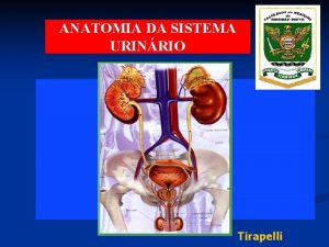ANATOMIA DA SISTEMA URINRIO Tirapelli 1 1 Anatomia