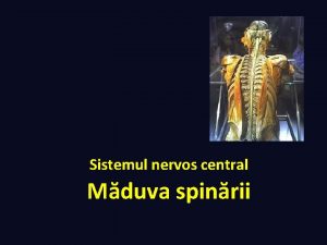 Sistemul nervos central Mduva spinrii Obiectivele cursului Mduva