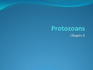 Protozoans Chapter 8 Protozoans 5 Groups Flagellated Amoeboid