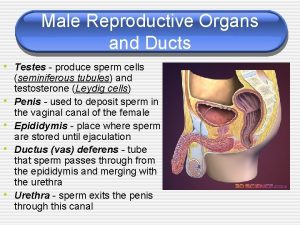 Male Reproductive Organs and Ducts Testes produce sperm