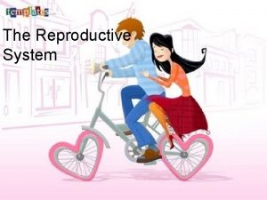 The Reproductive System Similarities and differences between males