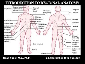 INTRODUCTION TO REGIONAL ANATOMY Kaan Ycel M D