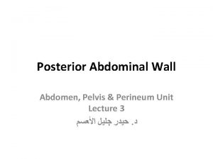 Posterior Abdominal Wall Abdomen Pelvis Perineum Unit Lecture