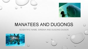 MANATEES AND DUGONGS SCIENTIFIC NAME SIRENIA AND DUGONG