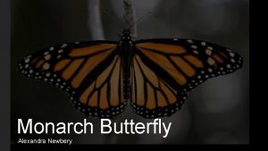Monarch Butterfly Alexandra Newbery Information On The Monarch