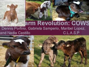Farm Revolution COWS Dennis Porfirio Gabriela Samperio Maribel