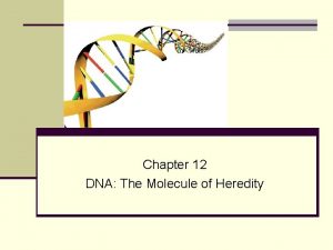 Chapter 12 DNA The Molecule of Heredity DNA