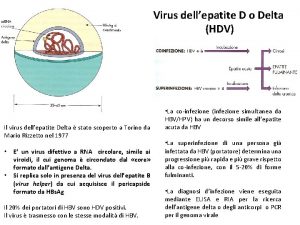 Virus dellepatite D o Delta HDV Il virus