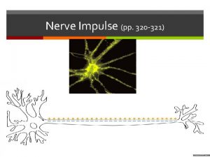 Nerve Impulse pp 320 321 Transmission of Nerve