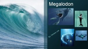 Megalodon e e L a By S n