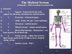 The Skeletal System Orthopedics field of medicine associated