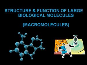 STRUCTURE FUNCTION OF LARGE BIOLOGICAL MOLECULES MACROMOLECULES Concept