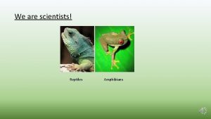 We are scientists Reptiles Amphibians Amphibians are amphibious