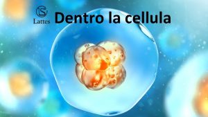 Dentro la cellula Come fatta la cellula Tutte