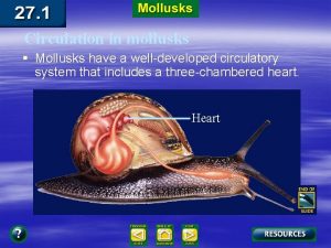 Circulation in mollusks Mollusks have a welldeveloped circulatory