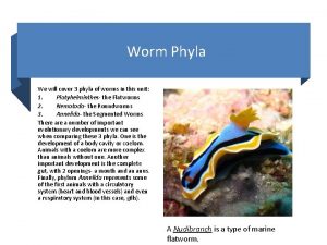 Worm Phyla We will cover 3 phyla of