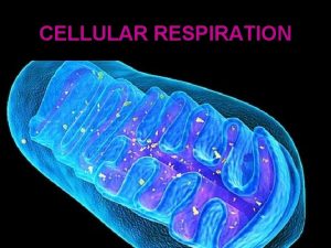 CELLULAR RESPIRATION AUTOTROPHS use energy from sunlight or