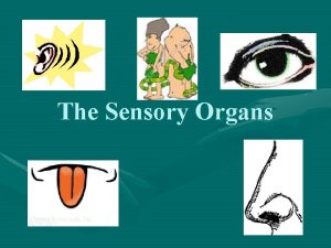 The Sensory Organs The Sensory Organs The nervous