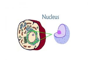 The Nucleus In cell biology the nucleus referred