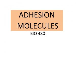 ADHESION MOLECULES BIO 480 Regulation of adhesion molecule