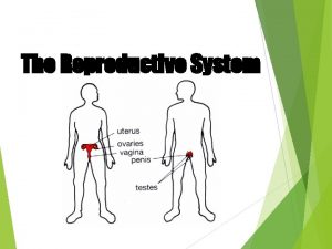 The Reproductive System The Reproductive System Gonads primary