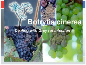 Botrytis cinerea Dealing with Grey rot infection In