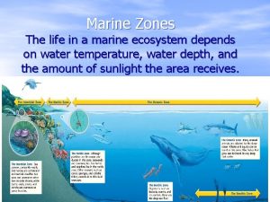 Marine Zones The life in a marine ecosystem