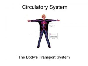 Circulatory System The Bodys Transport System Cardiovascular System