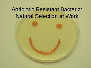Antibiotic Resistant Bacteria Natural Selection at Work Bacteria