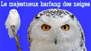 Lharfang des neiges est un oiseau majestueux qui