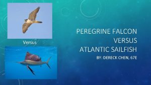 Versus PEREGRINE FALCON VERSUS ATLANTIC SAILFISH BY DERECK