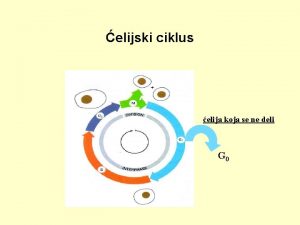 elijski ciklus elija koja se ne deli G