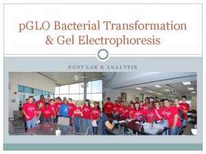 p GLO Bacterial Transformation Gel Electrophoresis POST LAB
