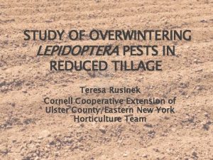 STUDY OF OVERWINTERING LEPIDOPTERA PESTS IN REDUCED TILLAGE