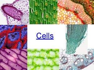 Cells Cells A History Robert Hooke an English