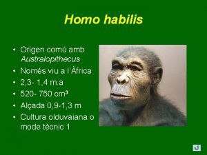 Homo habilis Origen com amb Australopithecus Noms viu