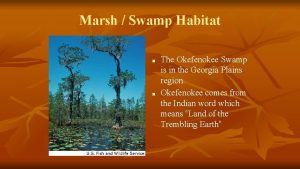Marsh Swamp Habitat The Okefenokee Swamp is in